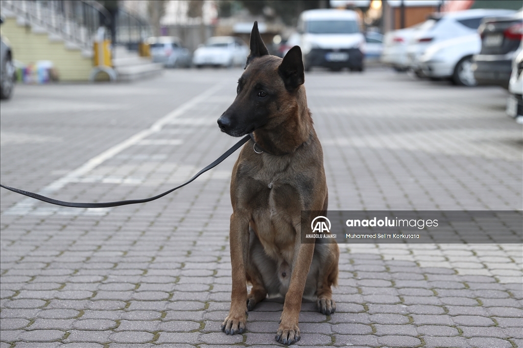 PAK bünyesindeki 4 arama kurtarma köpeği 74 kişinin kurtarılmasını sağladı