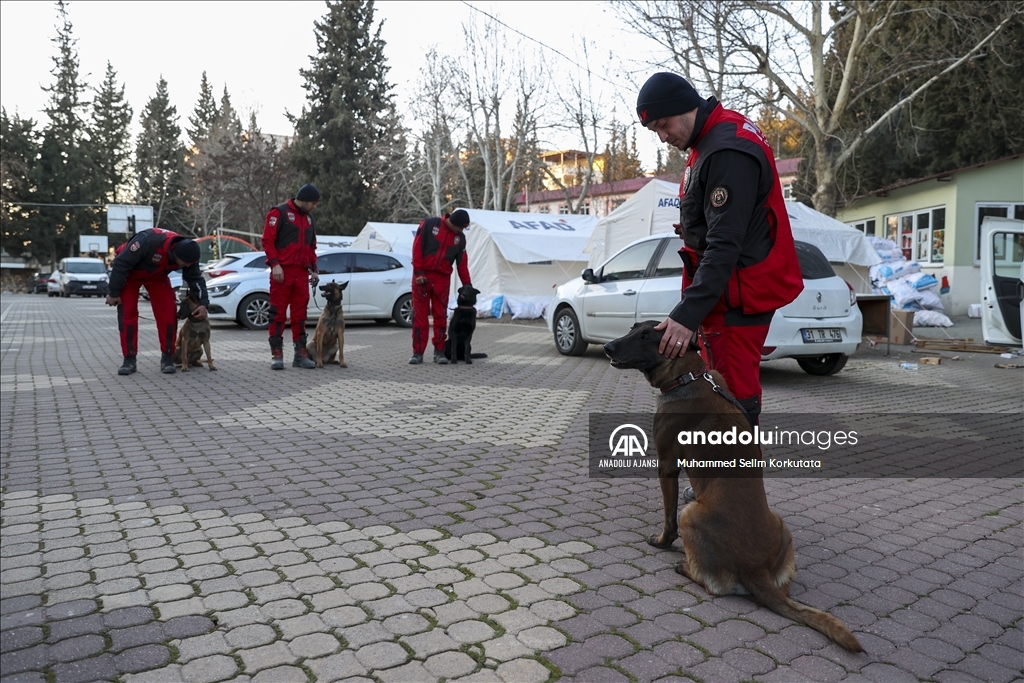 PAK bünyesindeki 4 arama kurtarma köpeği 74 kişinin kurtarılmasını sağladı