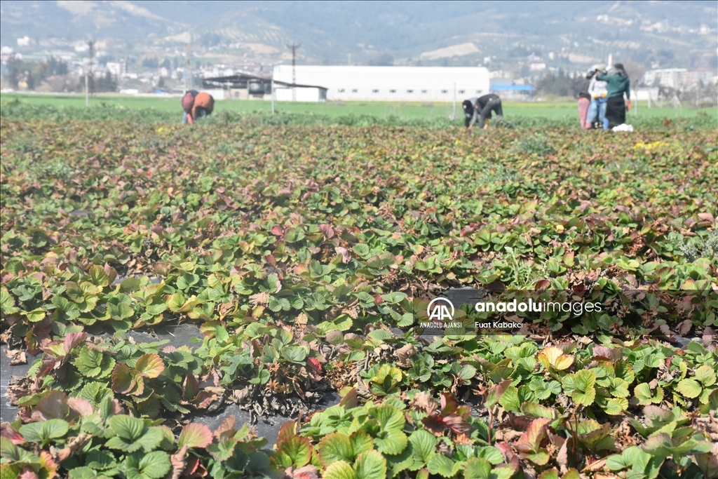 Hatay'da sebze hali açılamadı, marul ve şalgam tarlada kaldı