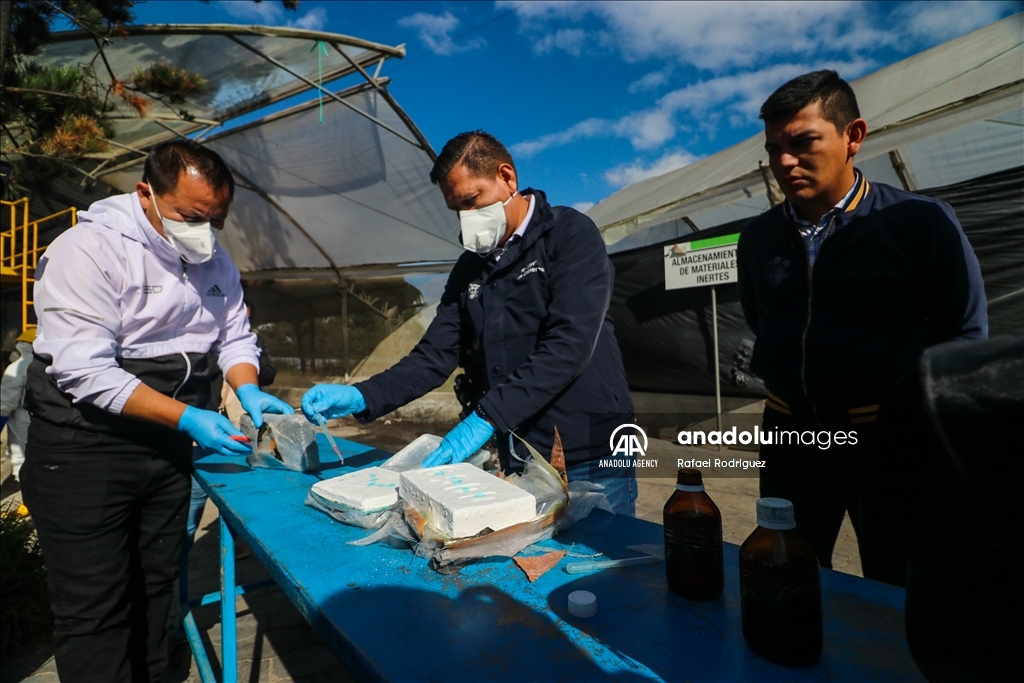 Cocaine is used with encapsulation method in constructions in Ecuador