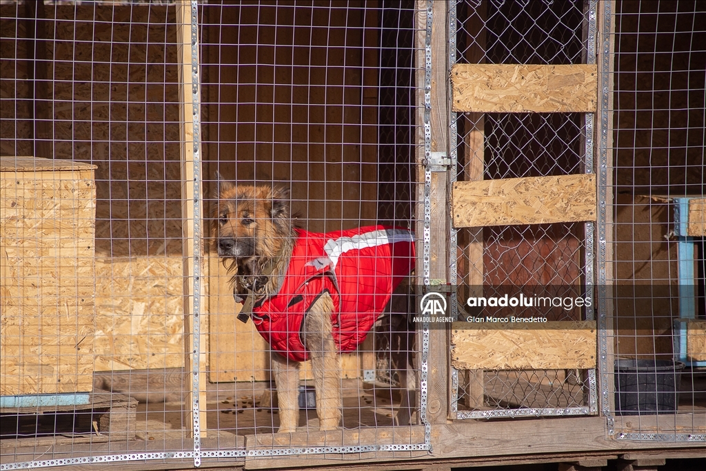 Dog shelter in Kherson amid the war between Russia and Ukraine