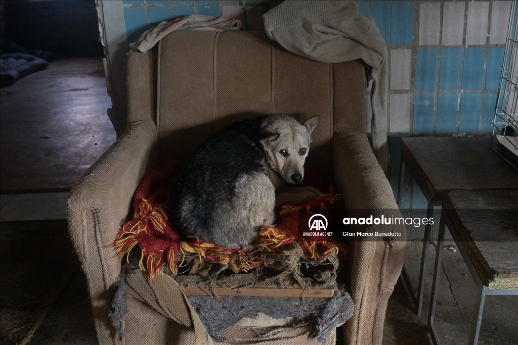 Dog shelter in Kherson amid the war between Russia and Ukraine