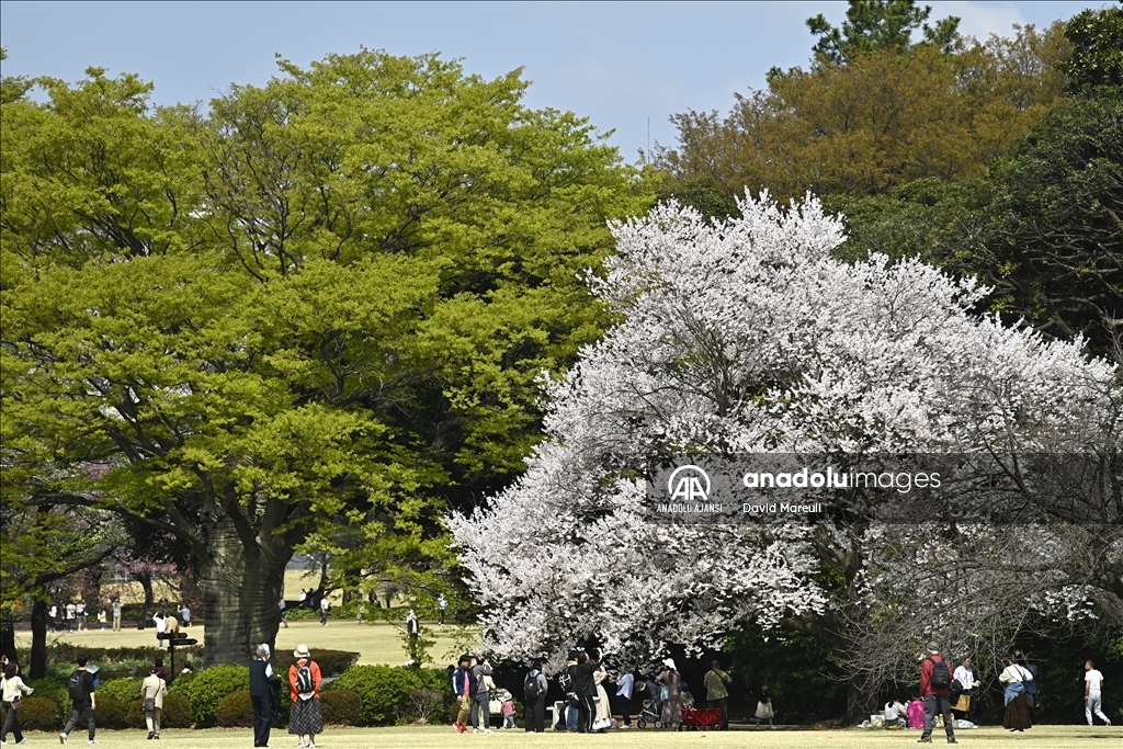 Japonya'da ilkbahar başlangıcının simgesi sakuralar açtı