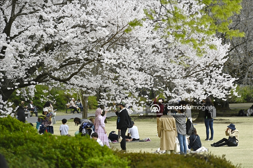 Japonya'da ilkbahar başlangıcının simgesi sakuralar açtı