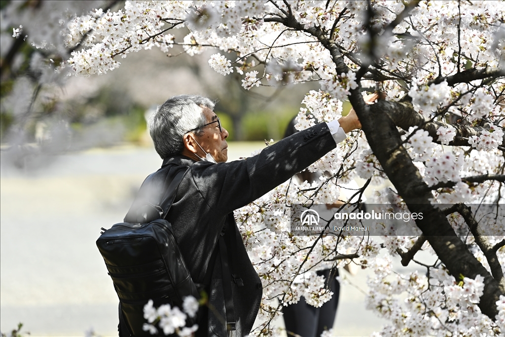 Japonya'da ilkbahar başlangıcının simgesi sakuralar açtı