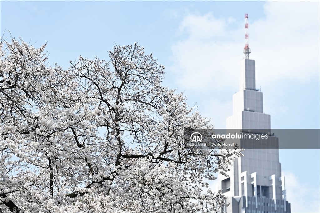 Japonya'da ilkbahar başlangıcının simgesi sakuralar açtı
