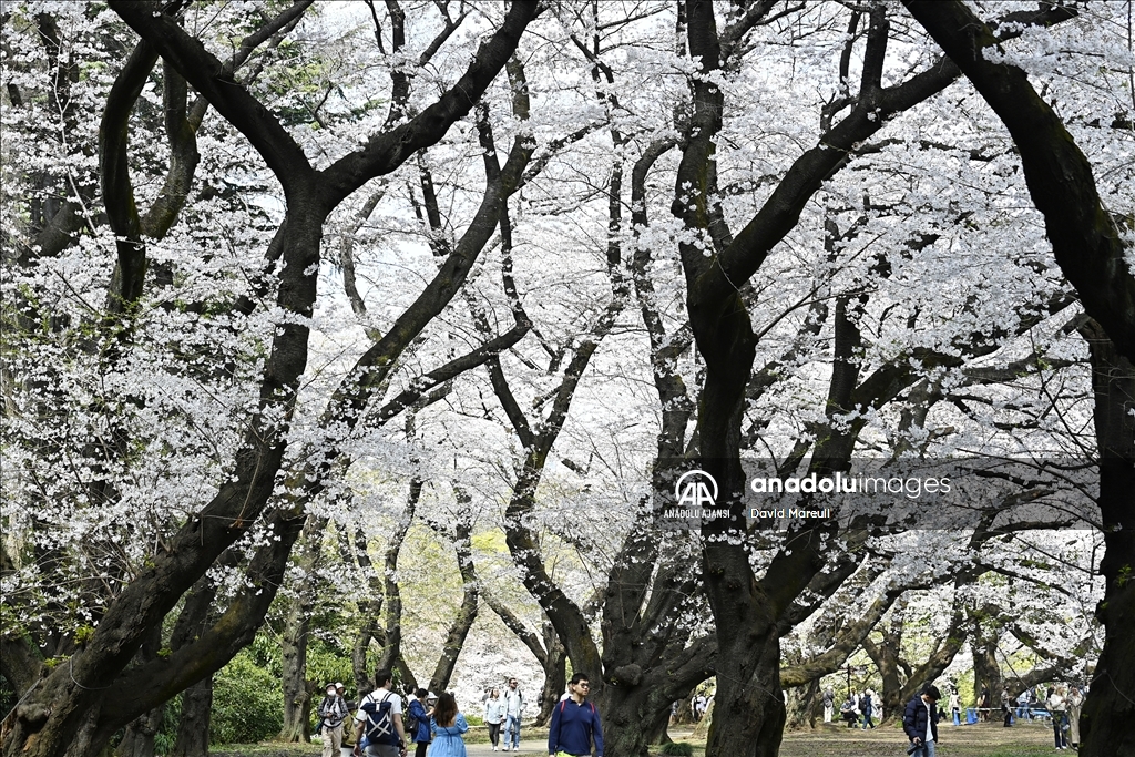 Japonya'da ilkbahar başlangıcının simgesi sakuralar açtı