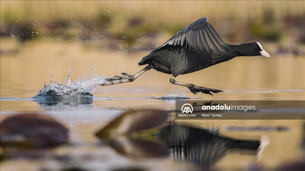 Uluabat Gölü'nün sakinleri