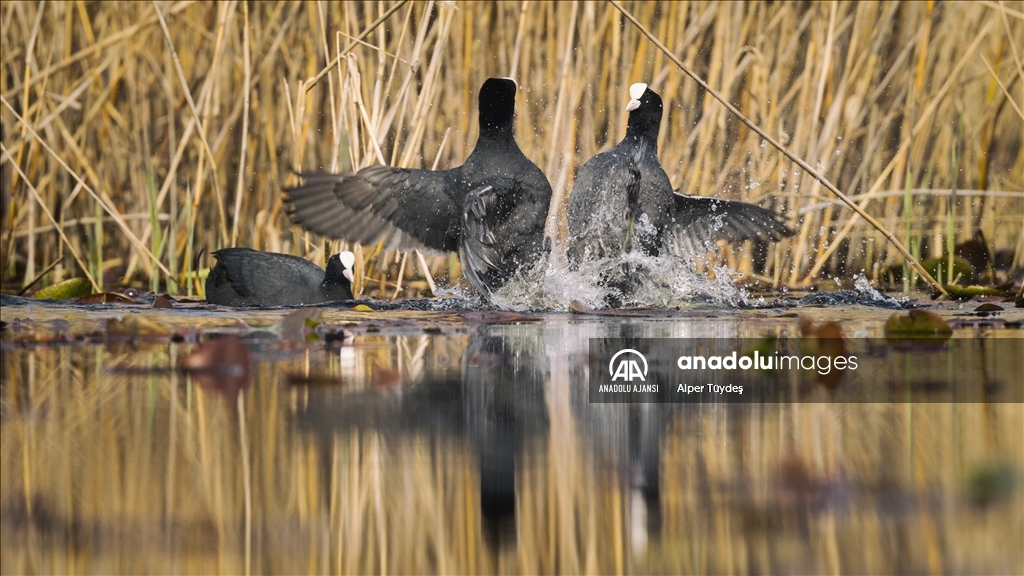 Uluabat Gölü'nün sakinleri