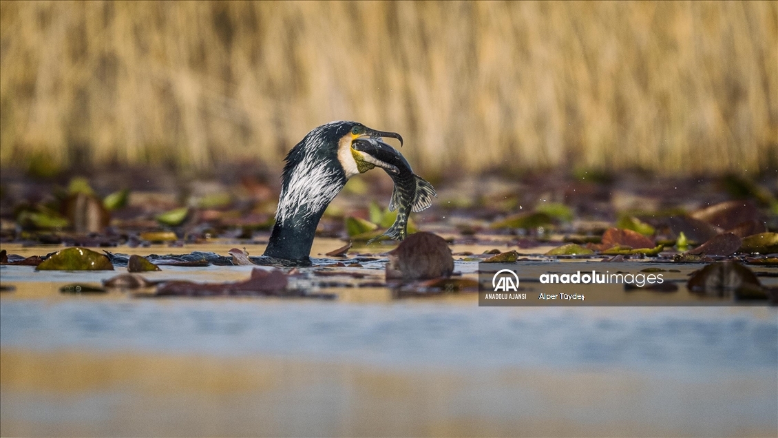 Uluabat Gölü'nün sakinleri
