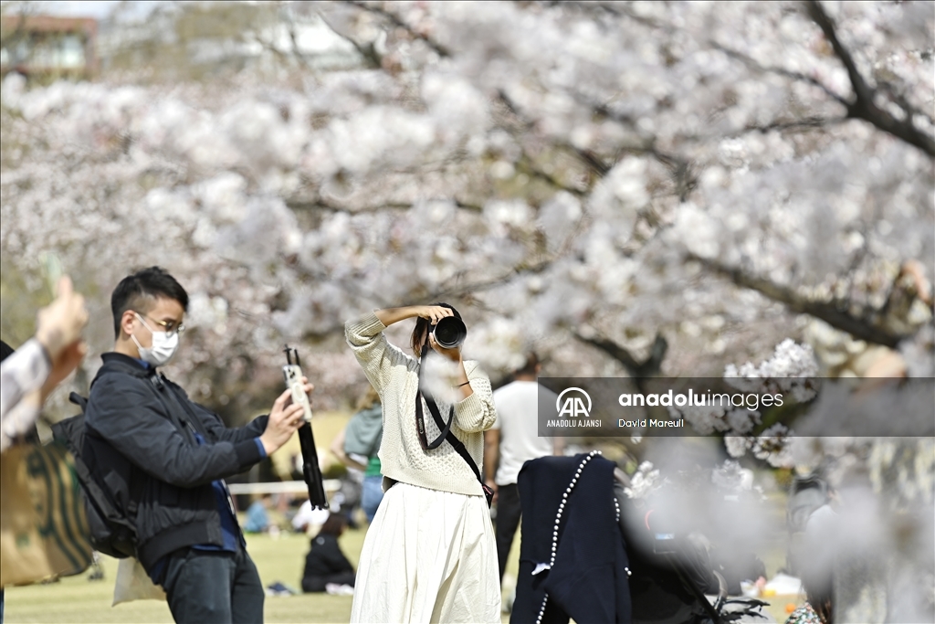Japonya'da ilkbahar başlangıcının simgesi sakuralar açtı