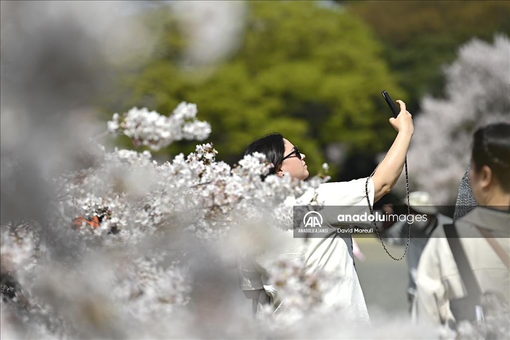 Japonya'da ilkbahar başlangıcının simgesi sakuralar açtı