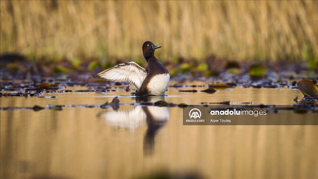 Uluabat Gölü'nün sakinleri
