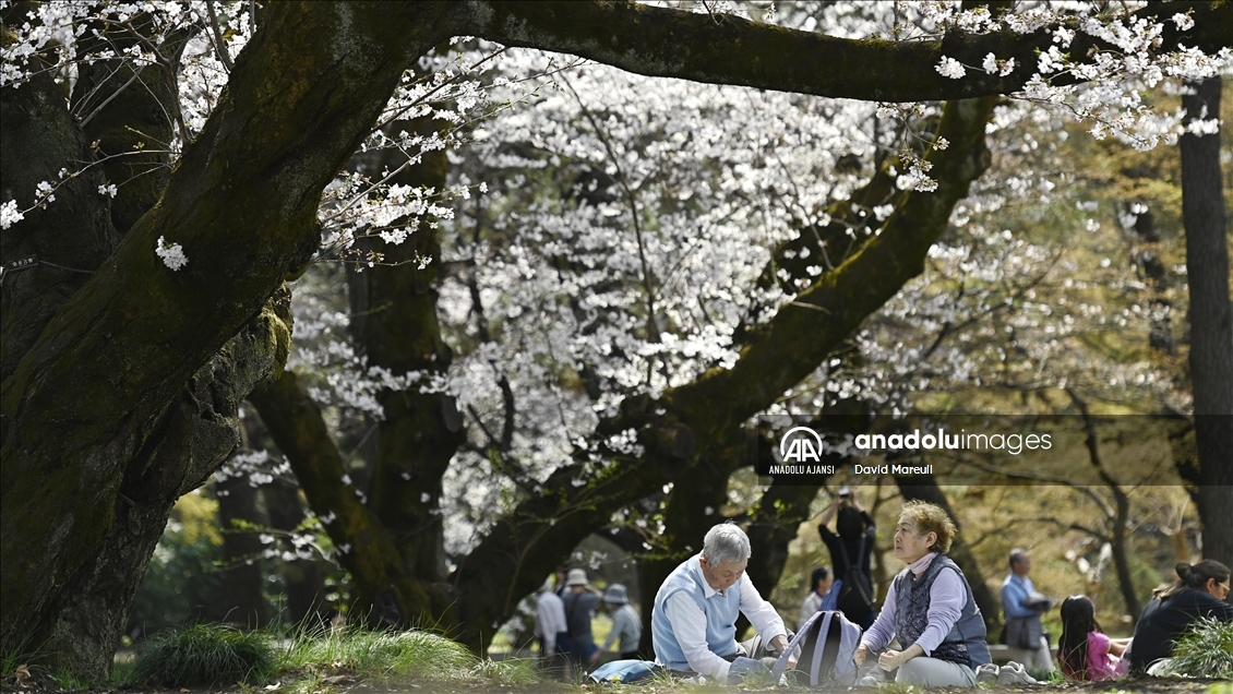 Japonya'da ilkbahar başlangıcının simgesi sakuralar açtı