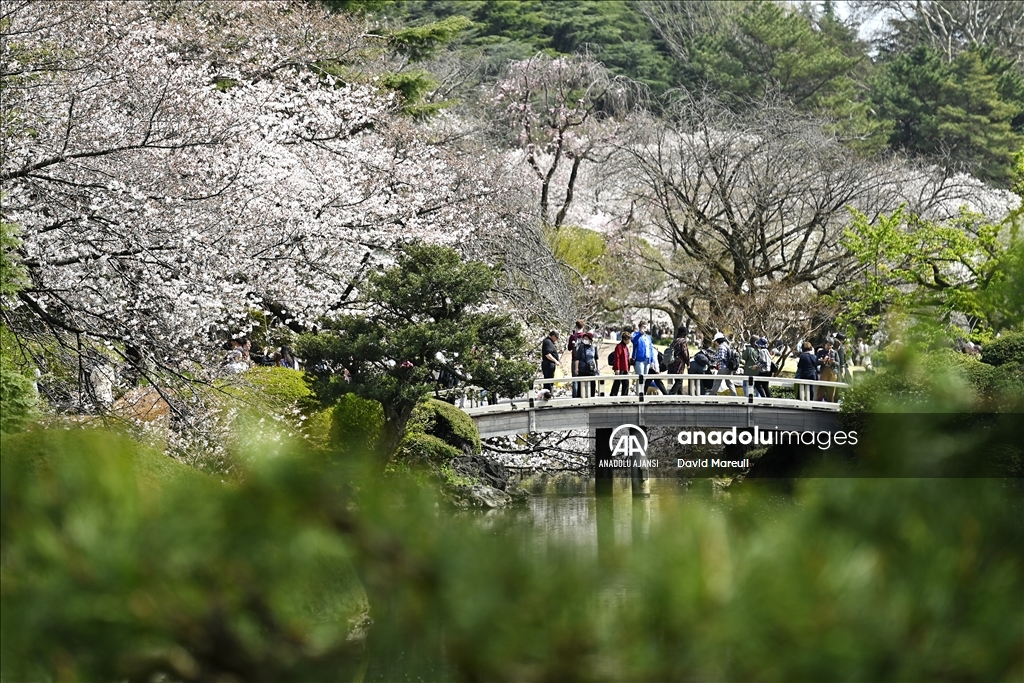 Japonya'da ilkbahar başlangıcının simgesi sakuralar açtı