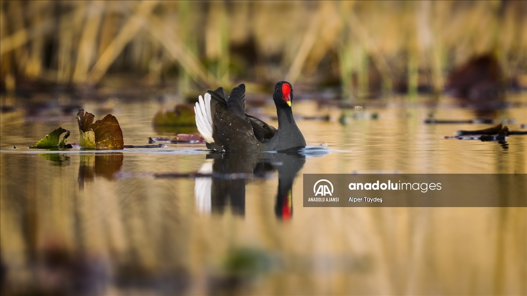 Uluabat Gölü'nün sakinleri