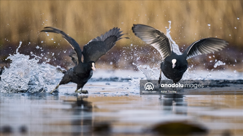 Uluabat Gölü'nün sakinleri