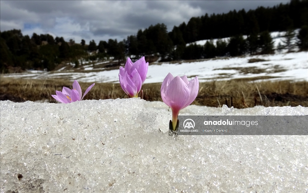 Kars'ta "baharın müjdecisi" kardelenler ve çiğdemler açmaya başladı