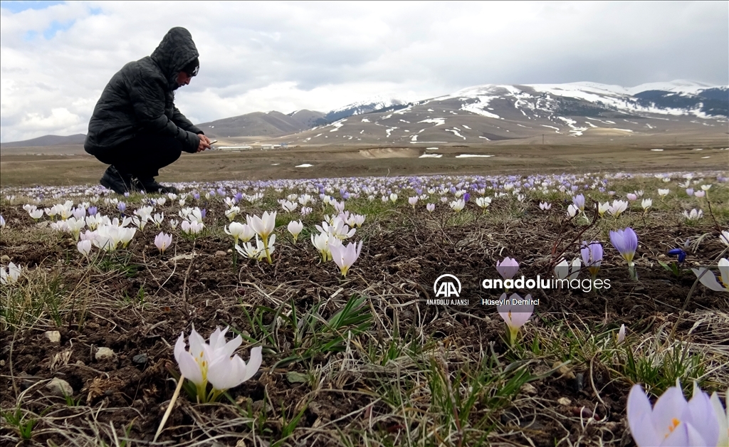 Kars'ta "baharın müjdecisi" kardelenler ve çiğdemler açmaya başladı