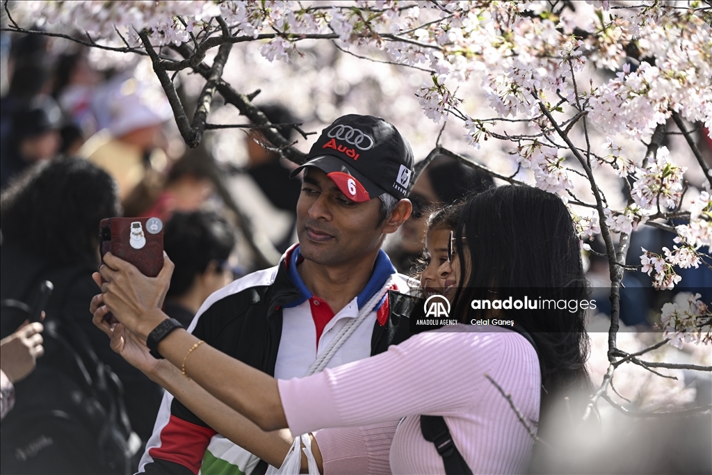 National Cherry Blossom Festival in Washington DC