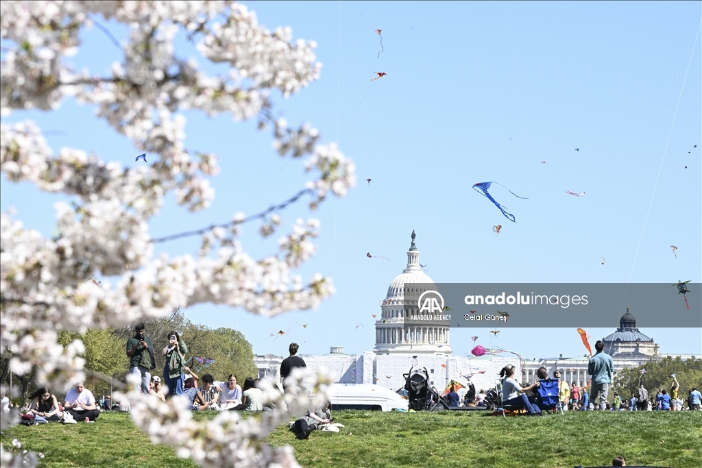 National Cherry Blossom Festival in Washington DC