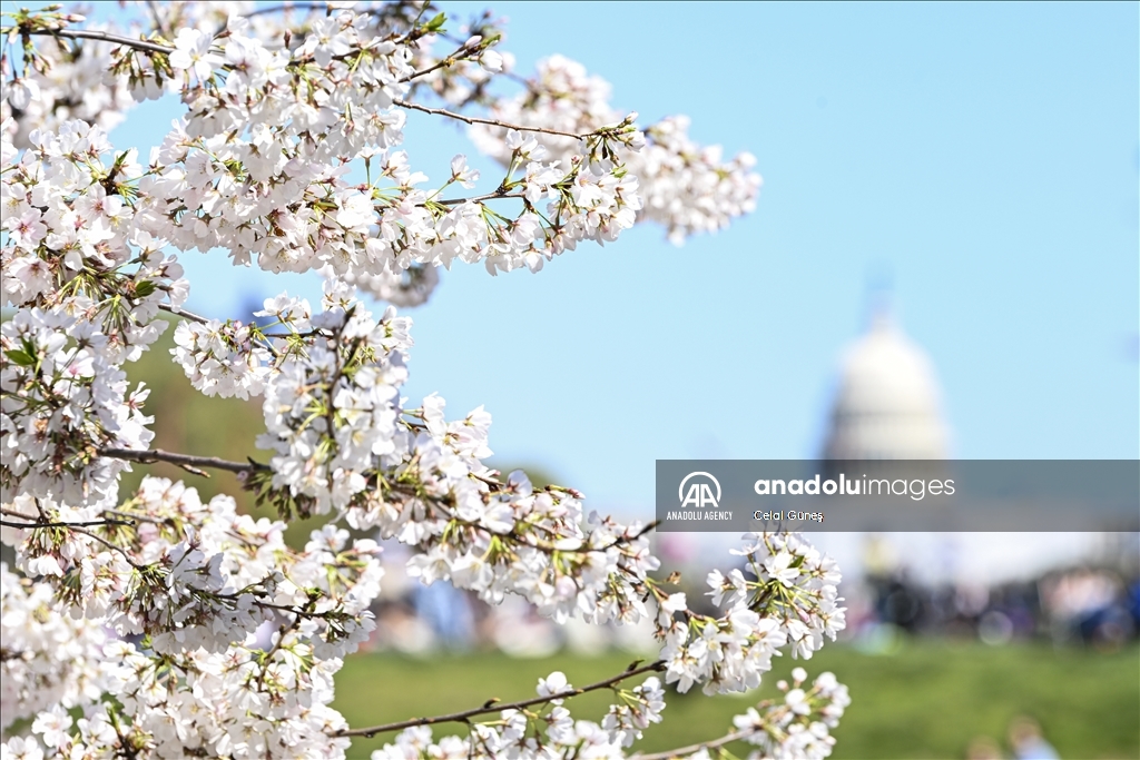 National Cherry Blossom Festival in Washington DC