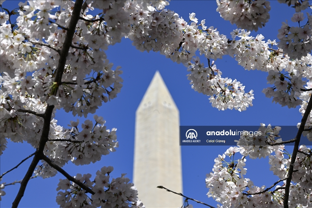National Cherry Blossom Festival in Washington DC