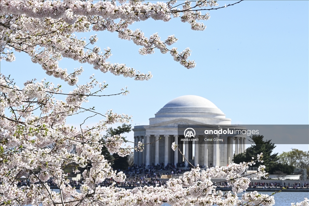 National Cherry Blossom Festival in Washington DC