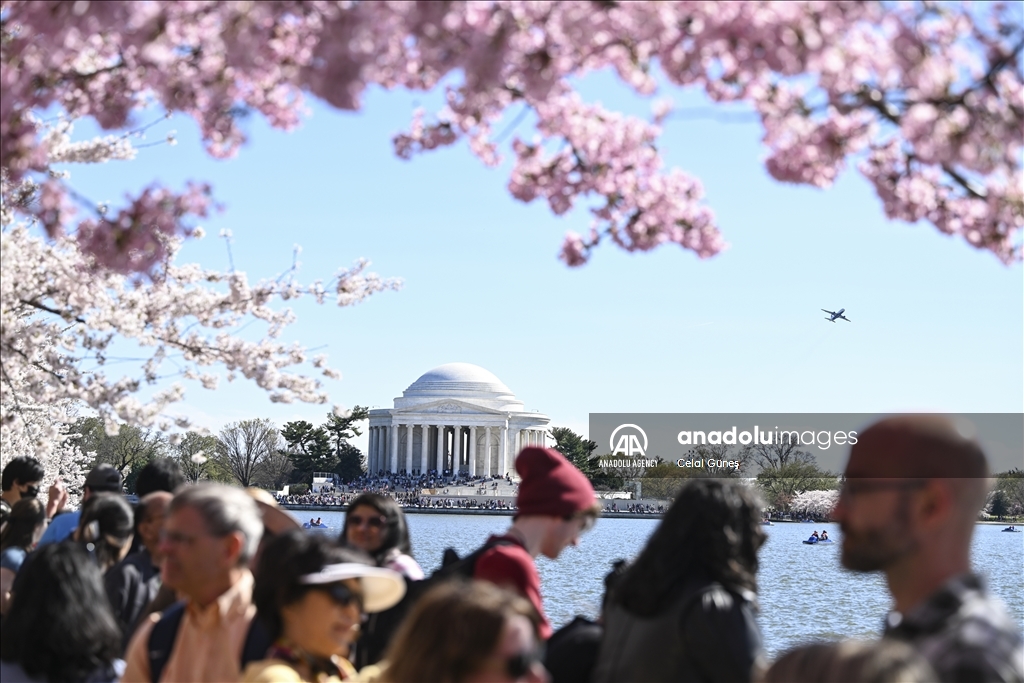 National Cherry Blossom Festival in Washington DC