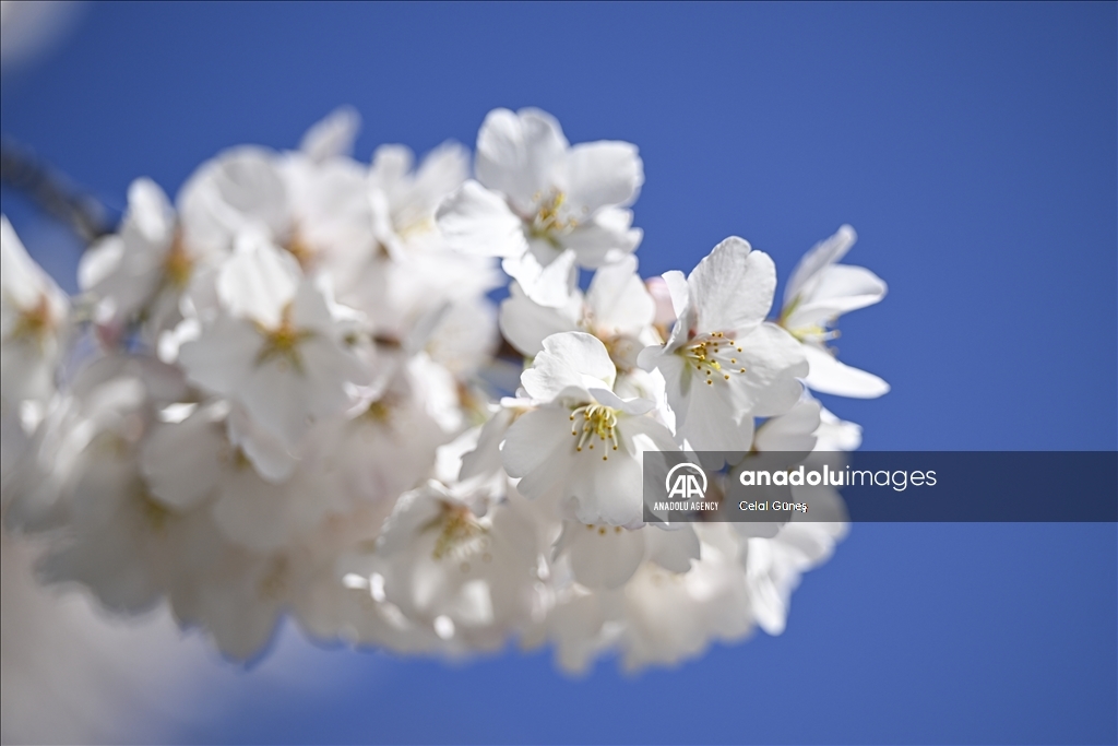National Cherry Blossom Festival in Washington DC