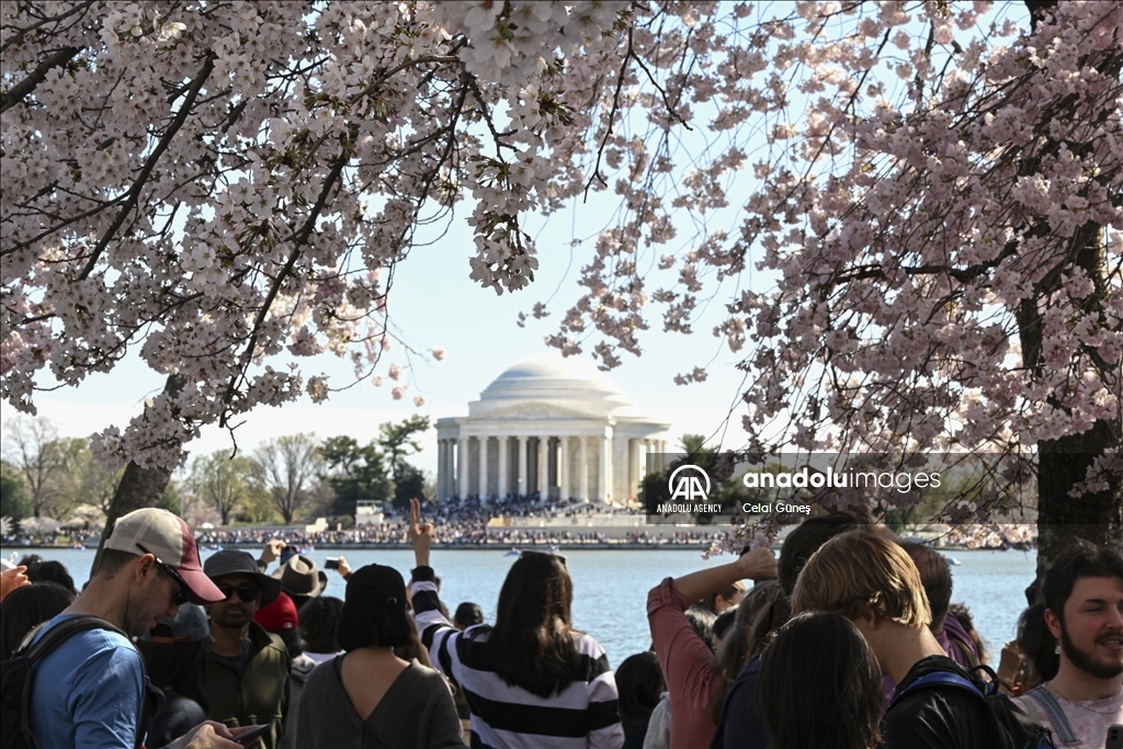 National Cherry Blossom Festival in Washington DC