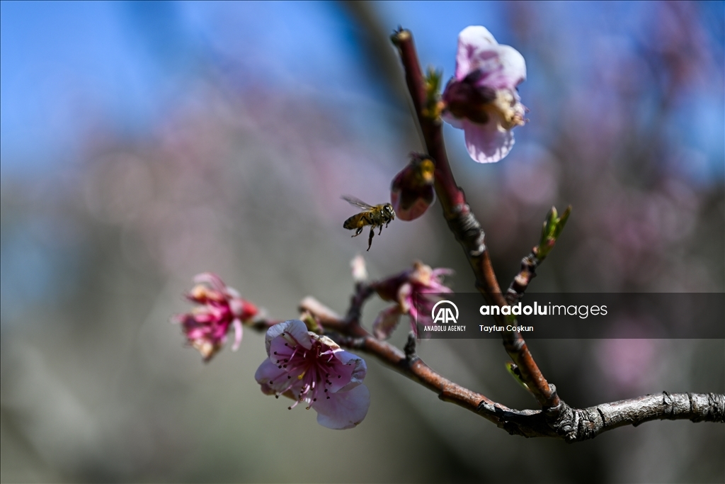 Trees blossom at Filoli Historic House & Garden in Woodside of California