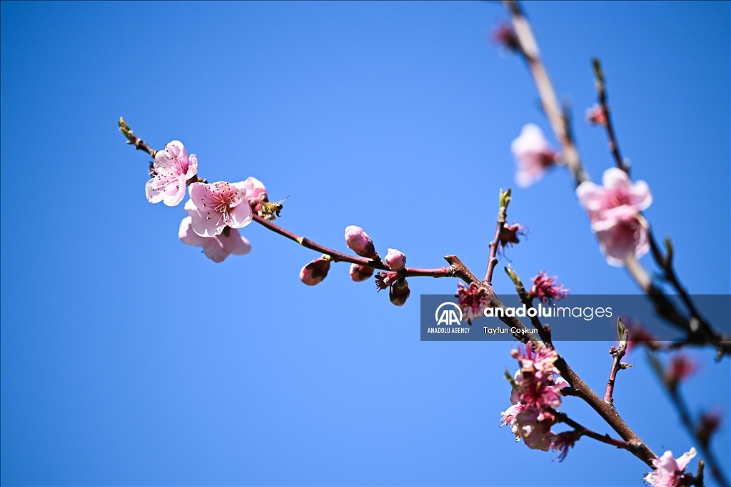 Trees blossom at Filoli Historic House & Garden in Woodside of California