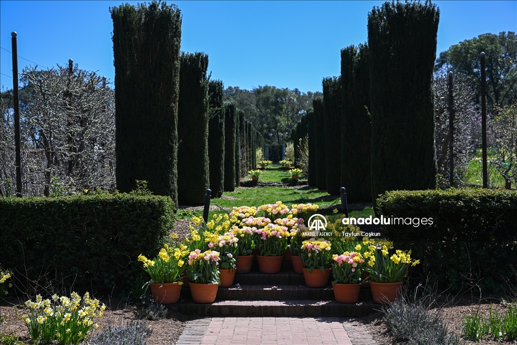 Trees blossom at Filoli Historic House & Garden in Woodside of California