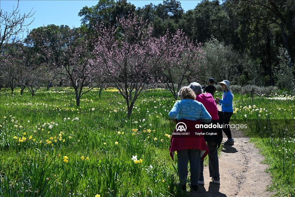 Trees blossom at Filoli Historic House & Garden in Woodside of California