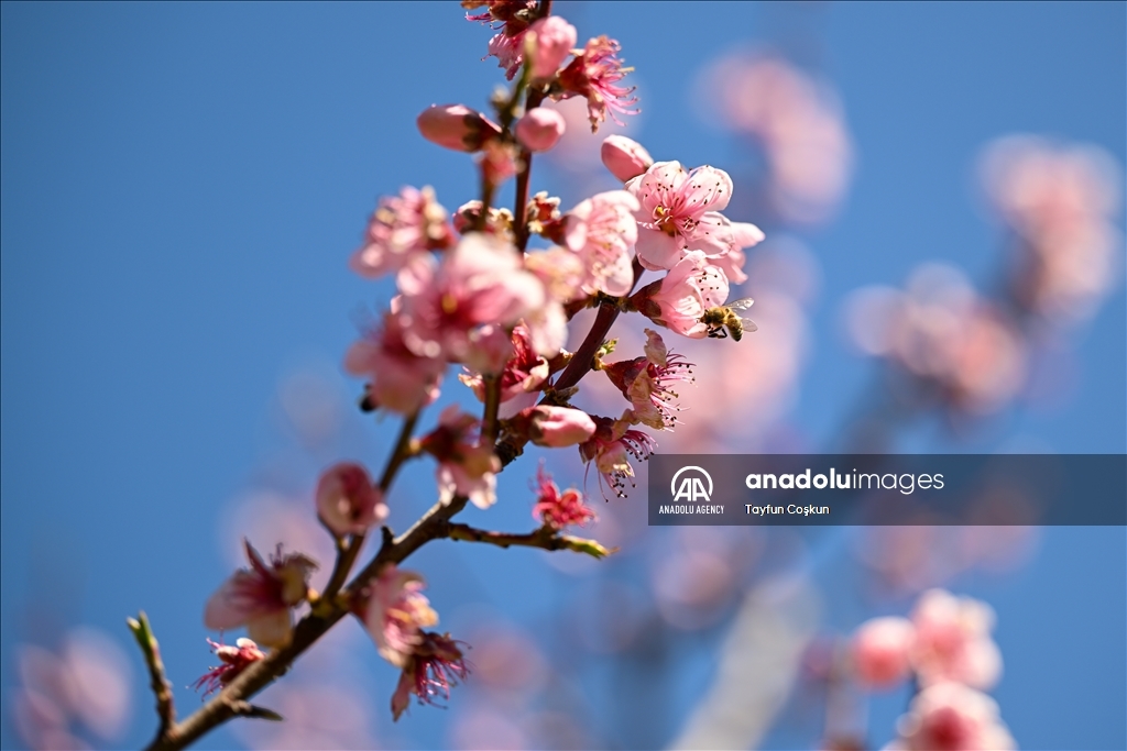 Trees blossom at Filoli Historic House & Garden in Woodside of California