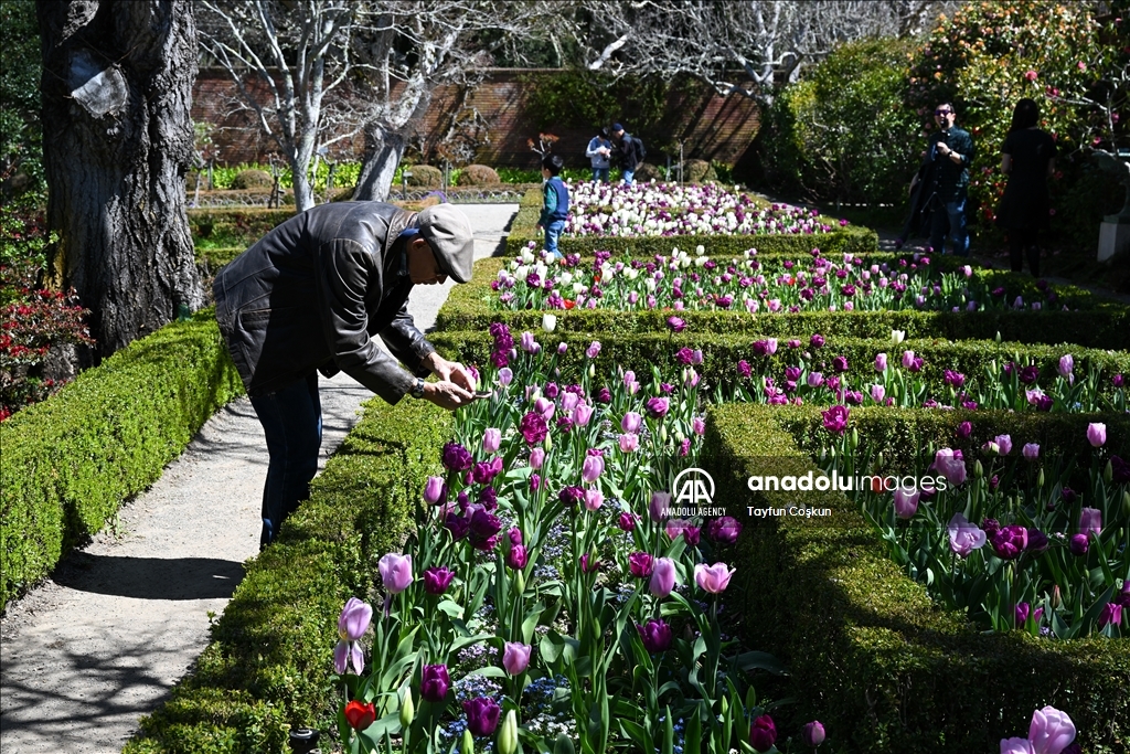 Trees blossom at Filoli Historic House & Garden in Woodside of California