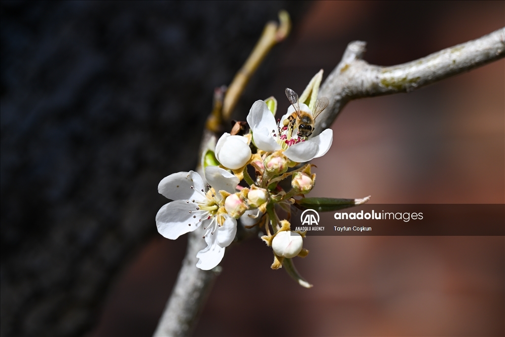 Trees blossom at Filoli Historic House & Garden in Woodside of California