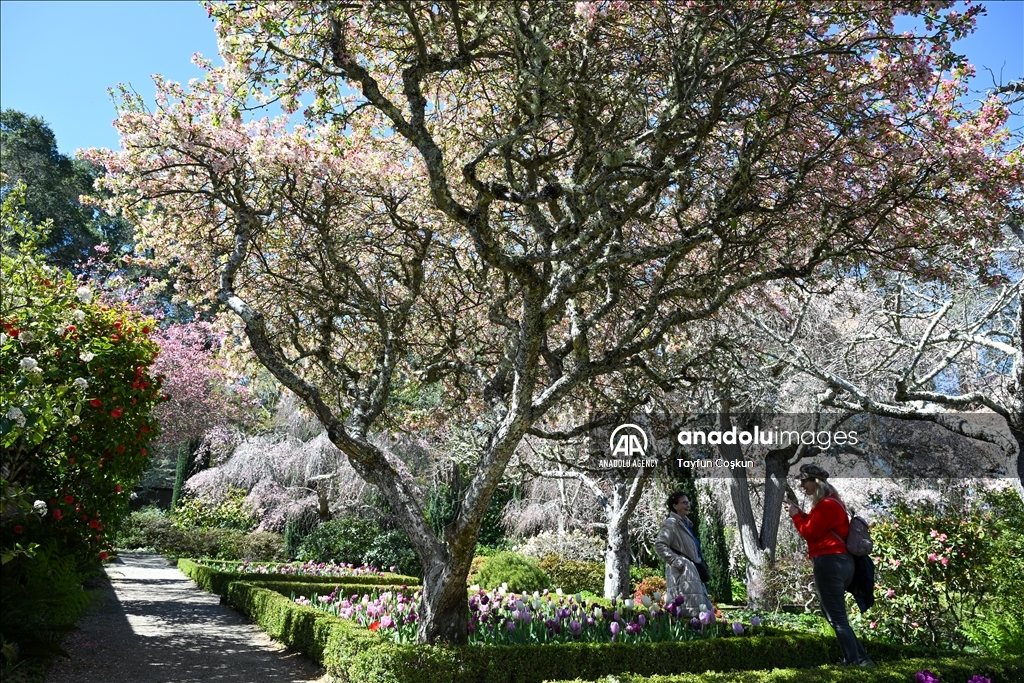 Trees blossom at Filoli Historic House & Garden in Woodside of California