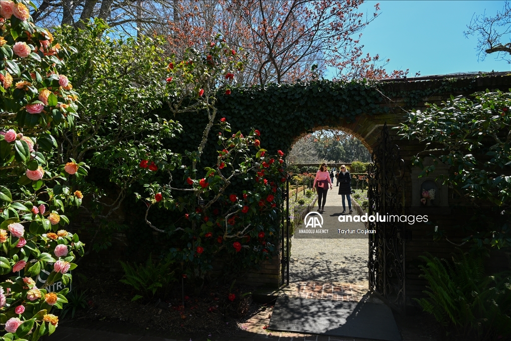 Trees blossom at Filoli Historic House & Garden in Woodside of California