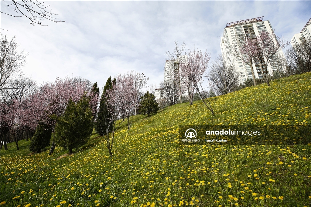 گل‌های بهاری در پارک دیکمن وادیسی آنکارا