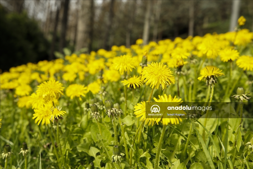 گل‌های بهاری در پارک دیکمن وادیسی آنکارا