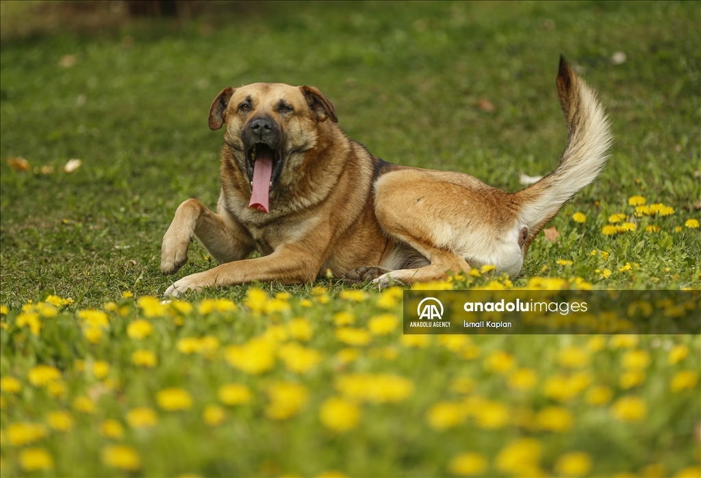 گل‌های بهاری در پارک دیکمن وادیسی آنکارا