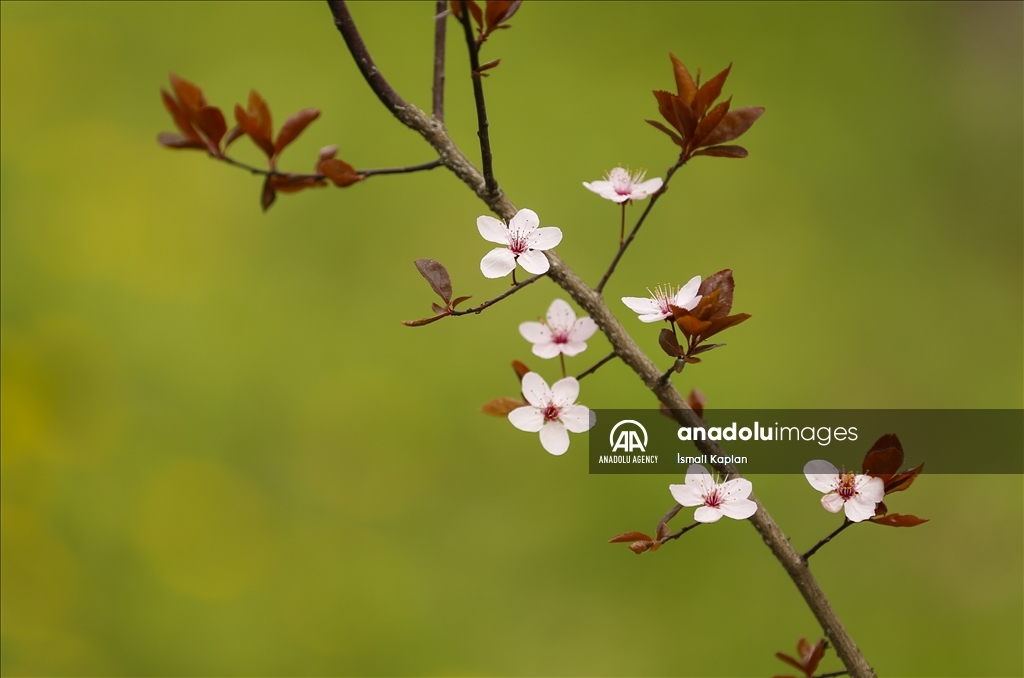 گل‌های بهاری در پارک دیکمن وادیسی آنکارا