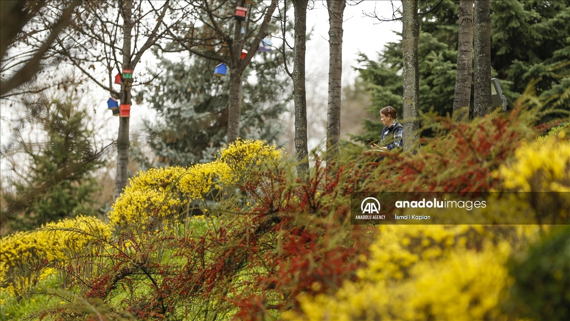 گل‌های بهاری در پارک دیکمن وادیسی آنکارا