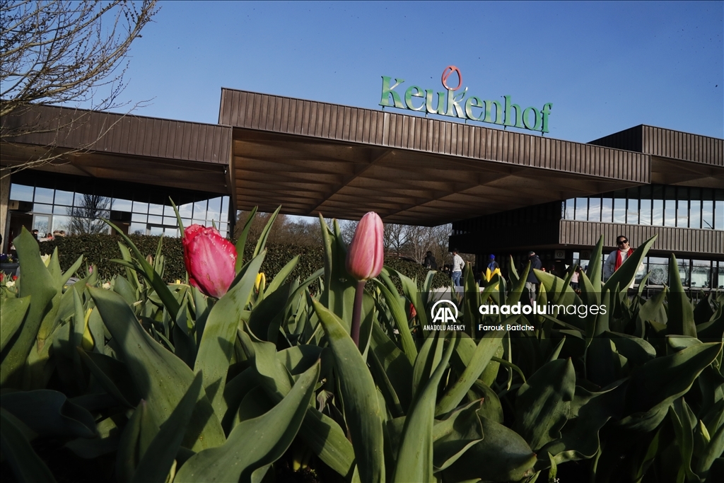 Парк тюльпанов Кекенхоф в Нидерландах открывает двери для посетителей