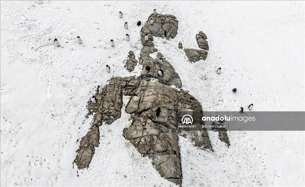 Canlı yaşamının koruyucusu Türk Bilim İnsanları Antarktika'da kirliliğin izini sürüyor