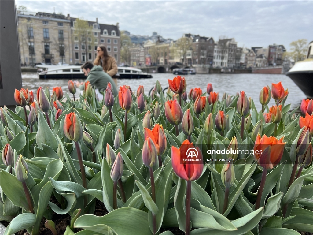 В Амстердаме наступила пора тюльпанов