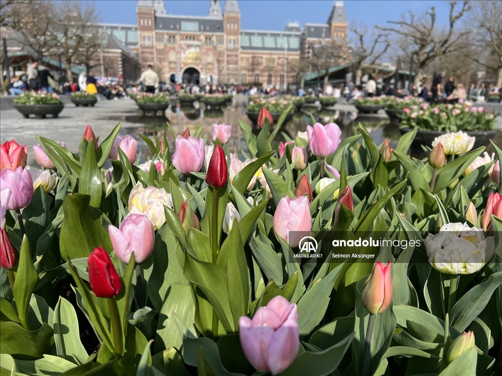 В Амстердаме наступила пора тюльпанов