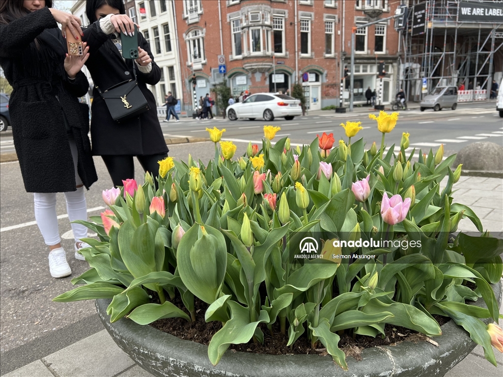 В Амстердаме наступила пора тюльпанов
